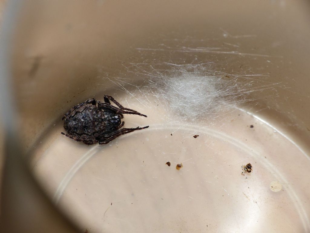 Nuctenea cfrr. silvicultrix - Santa Teresa Gallura (OT)